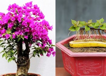 Bougainvillier en pot : arrosage, taille, hivernage et entretien