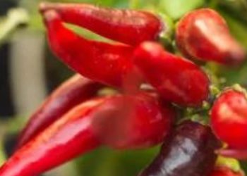 Comment cultiver le piment