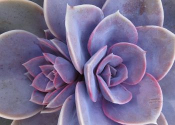 Comment faire changer de couleur les plantes succulentes