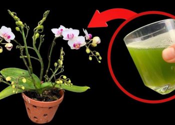 Comment faire refleurir une orchidée ?