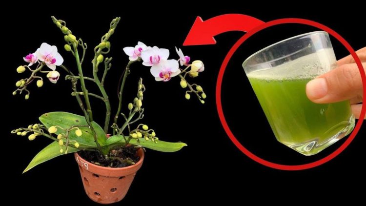 Comment faire refleurir une orchidée ?