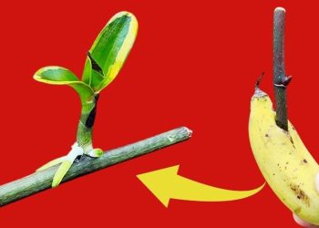 Comment faire refleurir une orchidée avec des bananes ?