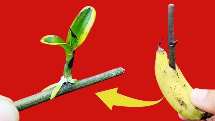 Comment faire refleurir une orchidée avec des bananes ?