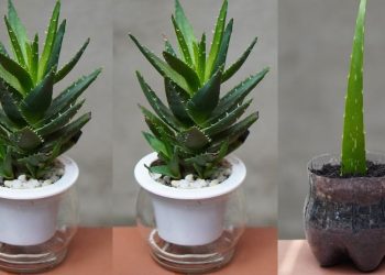 Comment faire revivre une plante d'aloe vera mourante ?