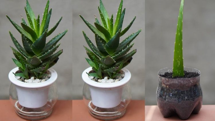 Comment faire revivre une plante d'aloe vera mourante ?