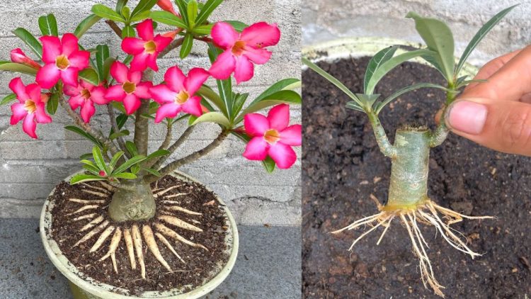 Comment faire un bougainvillier pas à pas ?