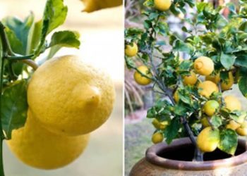 Comment planter le citronnier en pot