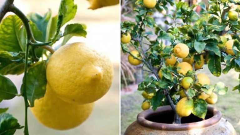 Comment Planter Le Citronnier En Pot – Conseils Pour Cultiver Un ...