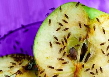 4 trucs pour se débarrasser des mouches à fruits