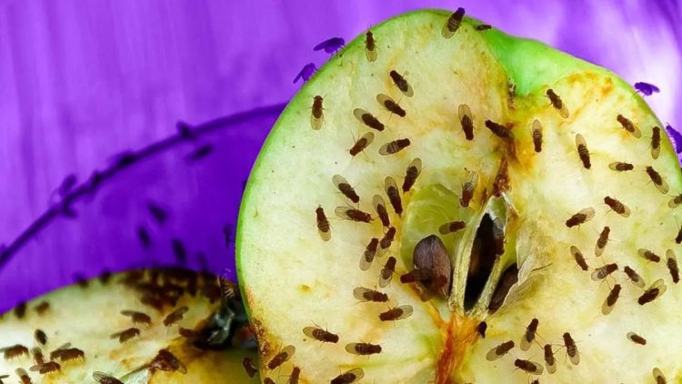 4 trucs pour se débarrasser des mouches à fruits