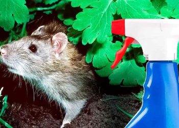 Comment se débarrasser des rats au jardin ?