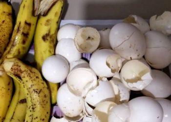 COQUILLES D’ŒUFS, PEAUX DE BANANE : CES ASTUCES POUR PRENDRE SOIN DE SES PLANTES