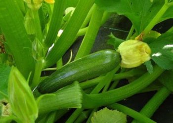 Cultiver des courgettes : conseils de culture et recettes délicieuses