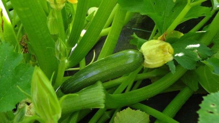 Cultiver des courgettes : conseils de culture et recettes délicieuses