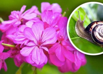 Escargot et limace au jardin : lutter contre sans produits chemiques