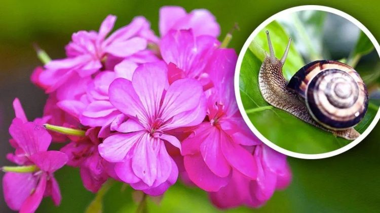 Escargot et limace au jardin : lutter contre sans produits chemiques