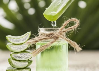 Les meilleures méthodes de conservation de l'Aloe Vera