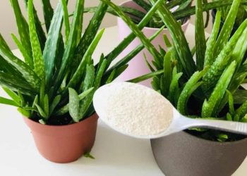 Mettez une cuillère à soupe dans de l'aloe vera