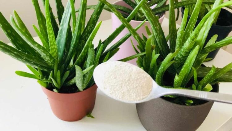 Mettez une cuillère à soupe dans de l'aloe vera