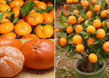 N’achetez plus jamais de mandarines : apprenez à les planter pour en avoir en illimité à la maison