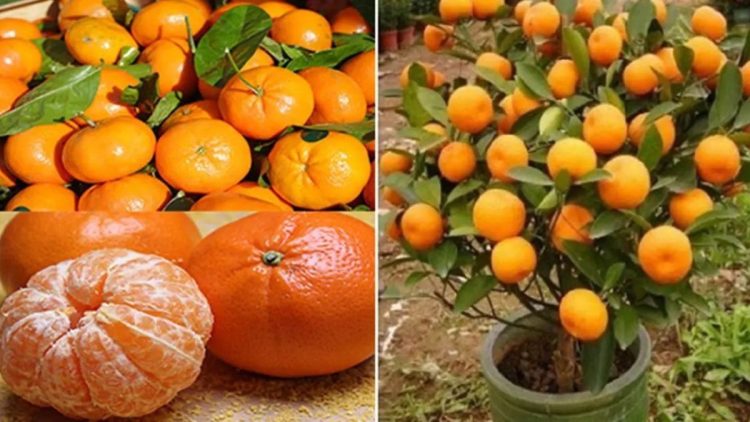 N’achetez plus jamais de mandarines : apprenez à les planter pour en avoir en illimité à la maison