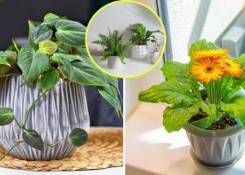 Plantes d’intérieur qui absorbent l’humidité dans la maison