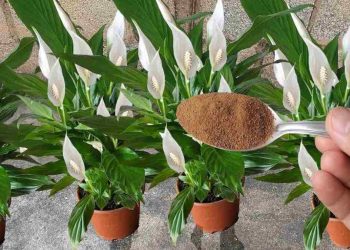 Spathiphyllum - Fleur de lune : entretien, arrosage, rempotage