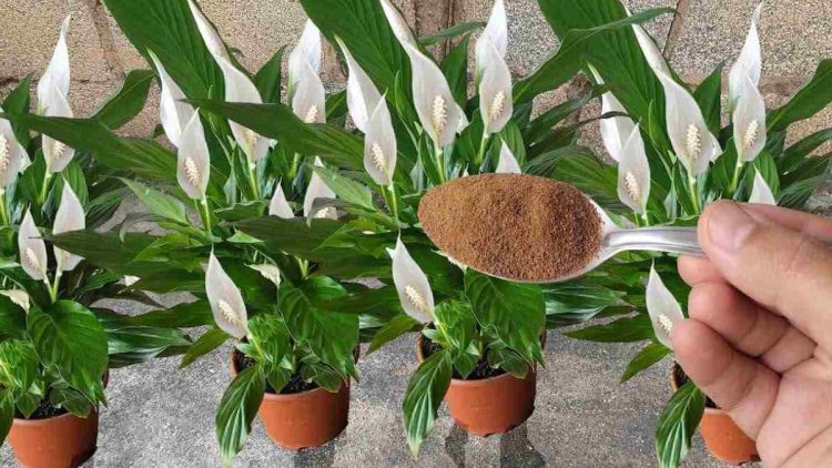 Spathiphyllum - Fleur de lune : entretien, arrosage, rempotage