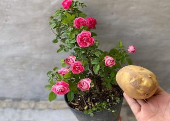 Voici comment avoir des géraniums pleins de fleurs : il faut laissez une pomme de terre sur la plante pendant la nuit