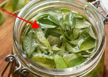 Voici pourquoi il est important de mettre du basilic et du sel dans un pot