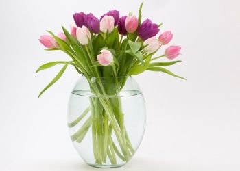 Conserver et faire durer un Bouquet de Tulipes en vase