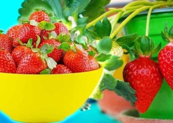 5 astuces pour augmenter le rendement de ses fraises