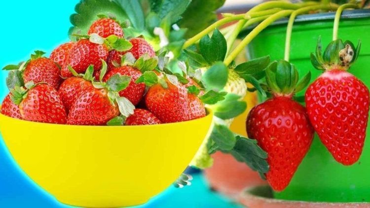 5 astuces pour augmenter le rendement de ses fraises