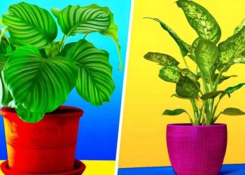 6 plantes qui n'ont pas besoin de lumière