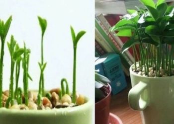 Apprenez à planter un citron dans une tasse pour que votre maison sente bon