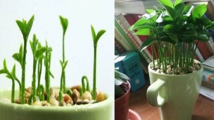 Apprenez à planter un citron dans une tasse pour que votre maison sente bon