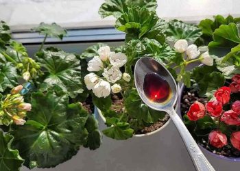 Arroser ses fleurs en pot : 5 règles à connaître