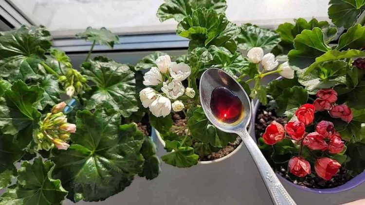 Arroser ses fleurs en pot : 5 règles à connaître