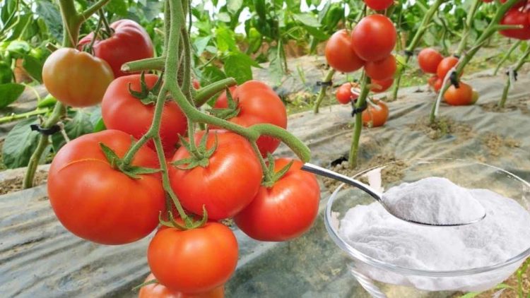 Bicarbonate de soude : 10 utilisations dans le jardin
