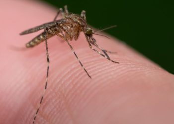 Ce remède maison simple permet de lutter immédiatement contre les moustiques
