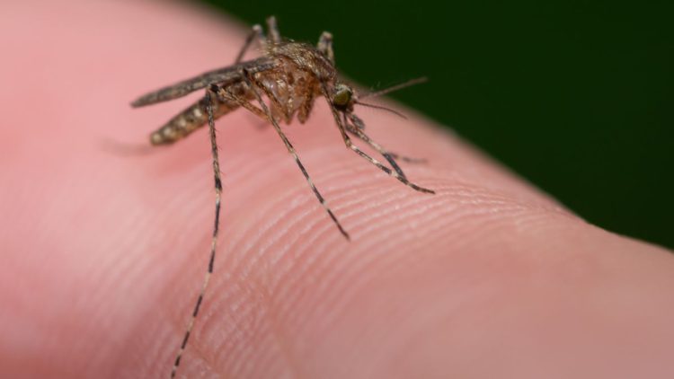 Ce remède maison simple permet de lutter immédiatement contre les moustiques