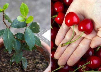 Cerises, comment mettre au monde une plante gratuitement en 7 jours : le noyau suffit