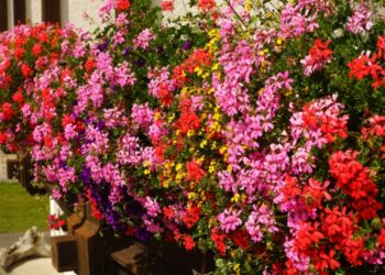 Ces 3 remèdes maison garantissent une floraison vigoureuse des géraniums