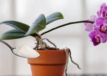 Comment entretenir les orchidées ?