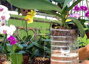 Comment entretenir une orchidée sans les arroser, pour qu'elles durent toute une vie