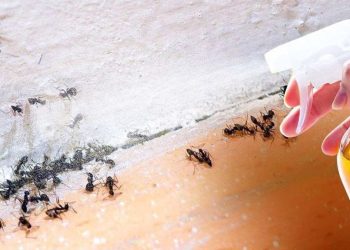 Comment fabriquer son insecticide maison ? Le guide pas à pas