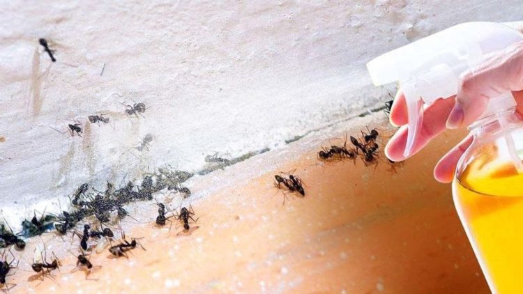 Comment fabriquer son insecticide maison ? Le guide pas à pas