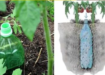 Comment Fabriquer un Arrosage Automatique Pour Tomates Avec une Bouteille