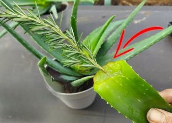 Comment faire de l'aloe vera, juste la racine : 3 façons simples de tout enraciner