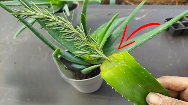 Comment faire de l'aloe vera, juste la racine : 3 façons simples de tout enraciner